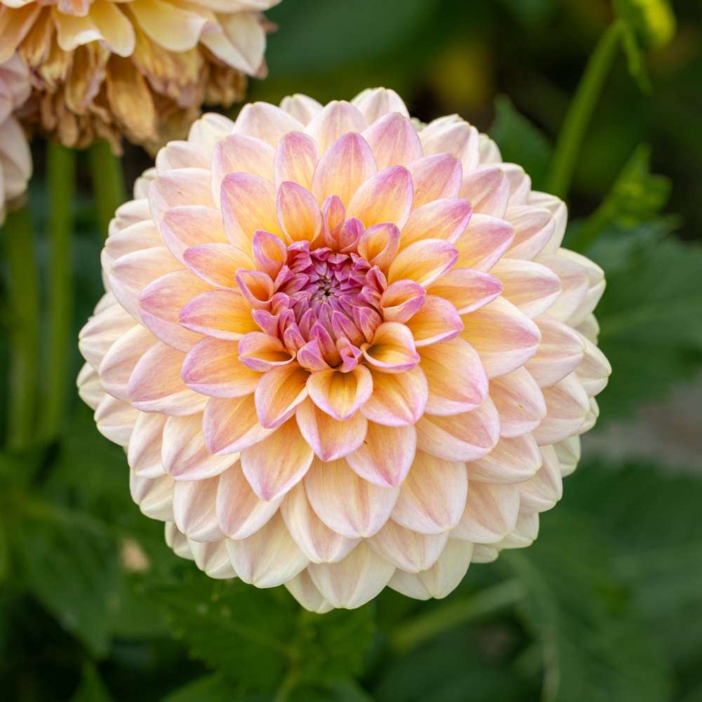 Dahlia 'Maya'